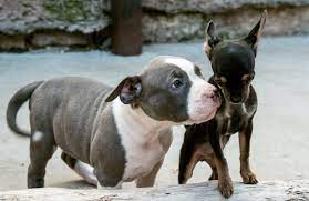 This mixed breed has an exceptional trait combined with their distinguishable looks. Pitbull Chihuahua Mix 6 Chipit Mix Facts And Care Tips My Dogs Info