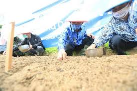 Mengonsumsi bawang secara rutin akan membuat aliran darah mengalir deras ke organ penis, sehingga membuat ereksi lebih lancar dan kuat. Wujudkan Ketahanan Pangan Pemkot Dan Bi Kaltara Gelar Penanaman Perdana Bawang Merah Kayantara Com