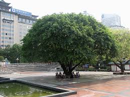 Southern asia (primarily india and myanmar). Indian Laurel Fig Ficus Microcarpa In Houston Texas Tx At Buchanan S Native Plants
