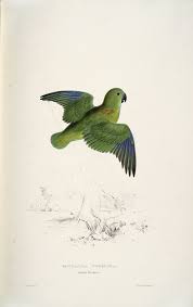 Illustrations Of The Family Of The Psittacidae Or Parrots Lear Edward 1812 1888 Illustrations Of The Family Of Psittacidae Or Parrots The Greater Part Of Them Parrot Painting Flora And Fauna Drawing Edward Lear
