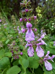 We did not find results for: Ca Native Dry Shade Stachys Bullata Wood Mint Ground Cover To 1 Foot Tall Blooms Spring To Fall On 2 Spikes Dry Shade Plants Plants Perennial Plants
