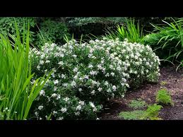 Image result for Synandrodaphne