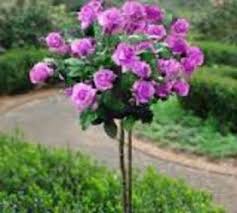 Acest tip de trandafir trebuie protejat in sezonul rece si trebuie ferit de vanturile puternice. Trandafiri Pomisori Plangatori Hungary