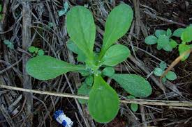 Image result for Gnaphalium unionis