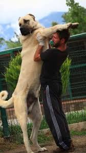 Turkish Kangal Kangal Perros Enormes Perros Gigantes