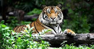 But here's the shocking truth; International Tiger Day 2018 The Great Projects