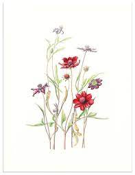 Chocolate Cosmos Water Color By Heeyoung Kim Pl 10 At Https Www Audubonart Com Botany Illustration Botanical Drawings Cosmos Art