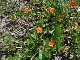 Image result for Lysimachia arvensis