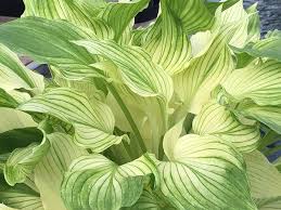 Check spelling or type a new query. White Feather Hosta The Gardener S Shed