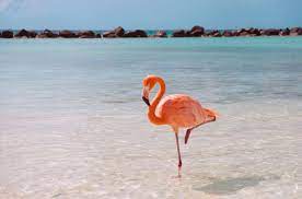 12 Animals Whose Names Etymologically Describe Them Flamingo Pink Flamingos Funny Bird Pictures