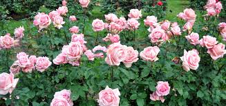 When to fertilize rose bushes to get more blooms? Fertilize Roses Heirloom Roses