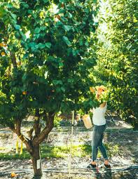 All fruit trees require a daily amount of at least six hours of direct sun. Sunset Magazine