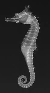 Images Stunning Fish X Rays Underwater Creatures Seahorse X Ray