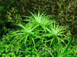 Image result for Syngonanthus welwitschii