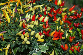 Remove the leaves from the node that is directly above the cut. Growing Peppers In Pots From Seed And Cuttings Gardening Tips
