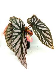 Image result for Begonia elaeagnifolia
