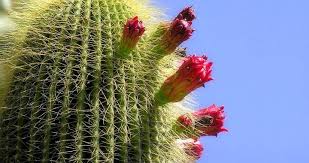 De entrada no tiene espinas, no las necesita al vivir en altura sobre los árboles, ésta característica la hace muy apropiada para entre 12 y 14 horas de oscuridad son las que necesita para florecer. Consejos Para Ayudar A Los Cactus A Florecer