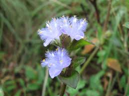 Image result for Cyanotis longifolia