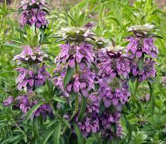 Image result for Motandra paniculata