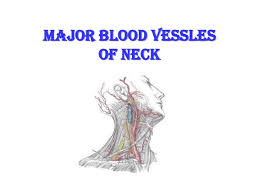 Blood vessels are long thin tubes that run all through the body. Major Blood Vessels Of The Neck