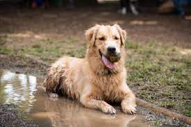How To Clean A Dog Without A Bath