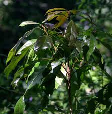 Image result for Cola greenwayi