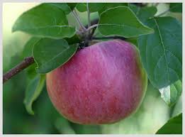 Maybe you would like to learn more about one of these? Early Maine Apples Maine Boats Homes Harbors