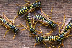 Check spelling or type a new query. Kiss Your Nest Goodbye Getting Rid Of Wasps