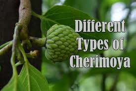 Distribution and potential of cherimoya (annona cherimola mill.) and highland papayas (vasconcellea spp.) in ecuador (недоступная ссылка). 7 Different Types Of Cherimoya With Images Asian Recipe