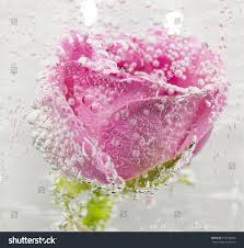 pink rose sinked aerated water tons