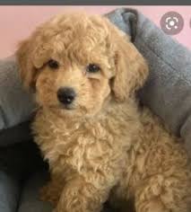 toy poodle in melbourne cbd 3004 vic