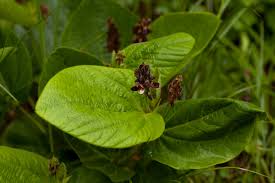 Image result for Eriosema chrysadenium