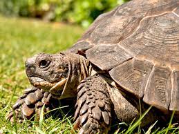 S hop by age, size or species. My Pet Tortoise Is Wrecking My Career Pets The Guardian