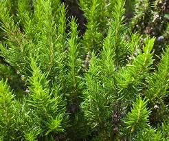 Image result for rosemary pruning