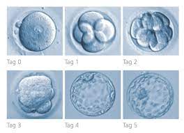 Close To Nature Ivf Treatment Involving Blastocyst Culture Fertility Treatment Blog