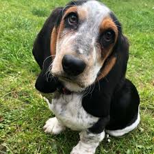 Image result for basset hound