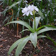 Image result for Crinum jagus