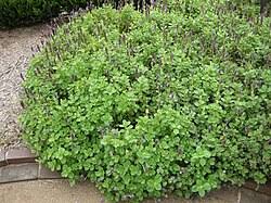 Image result for Coleus longipetiolatus