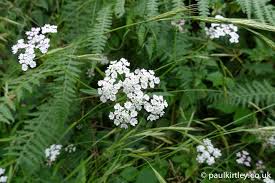 Image result for Apiaceae