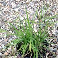 Image result for Leersia