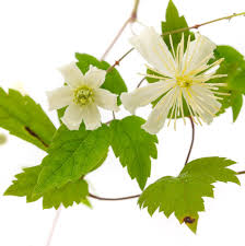 We did not find results for: Waldrebe Paul Farges Clematis Fargesioides Paul Farges Gunstig Online Kaufen