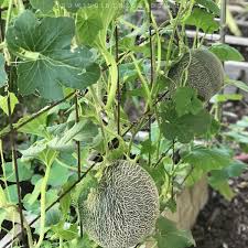 Growing cannabis indoors is generally more expensive than growing outdoors. How To Grow Cantaloupe 9 Tips For Growing Cantaloupe Growing In The Garden