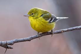 This handsome little finch, the state bird of new jersey, iowa, and washington, is welcome and common at feeders, where it takes primarily sunflower and nyjer. 525916 5287x3533 Yellow Bird Eye White Bokeh Tail Wing Yellow Tree Warbler Bird Beak Black Grey Animal Branch Free Stock Photos Pine Warbler Mocah Hd Wallpapers
