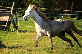 Arabian horse run gallop in flowers meadow. Hd Wallpaper White And Brown Horse During Daytime Arabs Gallop Mold Arabian Horse Wallpaper Flare