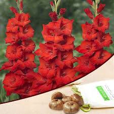 Image result for Gladiolus virgineus