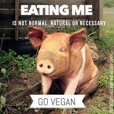 Eating Meat Is Not Normal Natural Or Necessary Via Diana Vegan Field Veganzeus On Instagram Go Vegan Animal Activism Animal Rights Vegan Animals