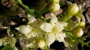 Image result for Rourea orientalis