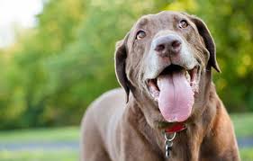 4 Reasons Why Your Dog Is Panting And When To Check It Out Dogslife Dog Breeds Magazine