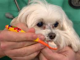 See more ideas about orthodontist, orthodontics, dentist. Ask The Vet Learn About Doggie Dental Care Eye Staining And More Dental Care Doggy Dog Teeth Cleaning