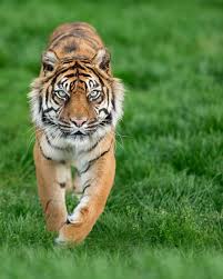 Wildlife Animals Nature On Instagram Photography By C Andrew Porter A Very Popular Sumatran Tiger Reika From Lo Wildlife Animals Animals Sumatran Tiger